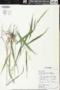 Elymus hystrix image