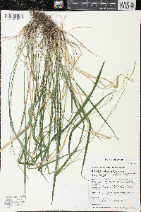 Festuca subverticillata image