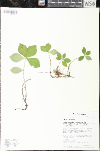 Cornus canadensis image