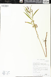 Lysimachia thyrsiflora image