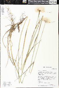 Eriophorum virginicum image