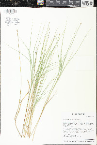 Carex chordorrhiza image