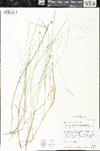 Carex chordorrhiza image