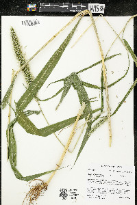 Setaria faberi image