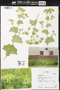 Alchemilla monticola image