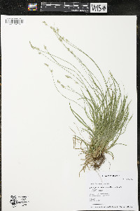 Carex deweyana image