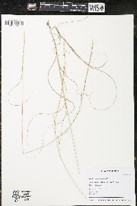 Aristida purpurascens image