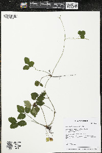 Potentilla indica image