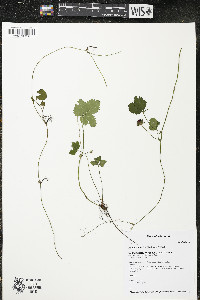 Potentilla indica image