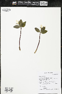 Trillium nivale image