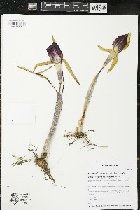 Arisaema triphyllum subsp. triphyllum image