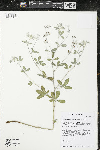 Pediomelum argophyllum image