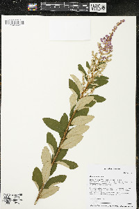 Spiraea tomentosa image