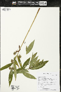 Lysimachia thyrsiflora image