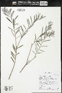 Andromeda polifolia image