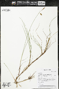 Carex limosa image