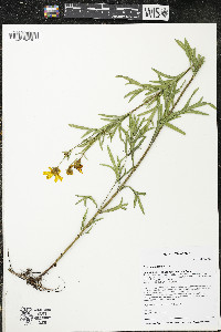 Coreopsis palmata image