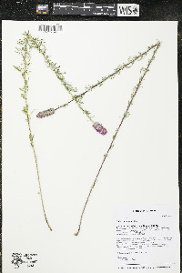 Dalea purpurea image