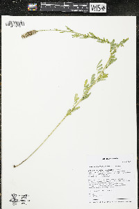 Dalea candida var. candida image