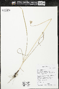 Allium stellatum image