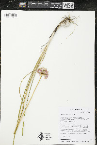 Allium stellatum image