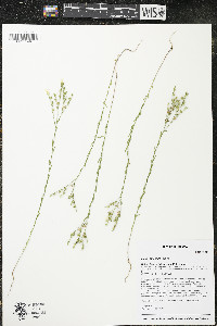 Linum sulcatum image