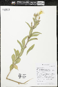 Oenothera villosa image