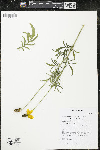 Ratibida columnifera image