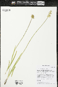 Triantha glutinosa image