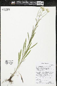 Solidago ptarmicoides image