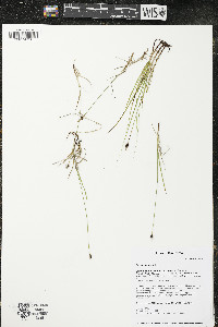 Carex obtusata image