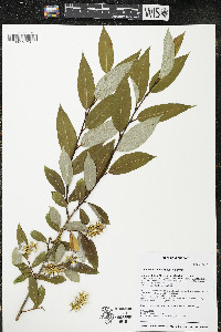 Salix serissima image