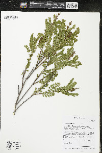 Amorpha nana image