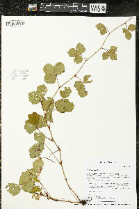 Rubus hispidus image
