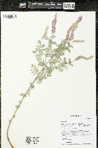 Dalea villosa image