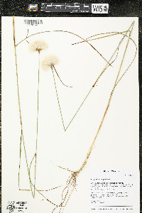 Eriophorum virginicum image