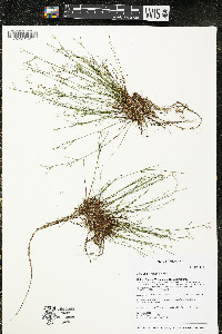 Juncus pelocarpus image