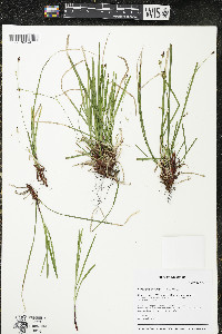 Carex pedunculata image