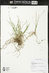 Carex peckii image