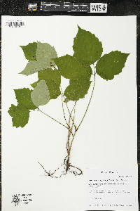 Toxicodendron rydbergii image