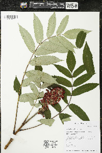 Rhus × borealis image