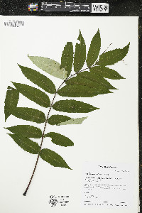 Rhus × borealis image