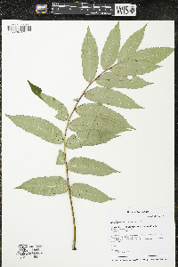 Rhus × borealis image