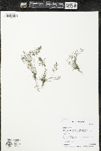 Eragrostis minor image
