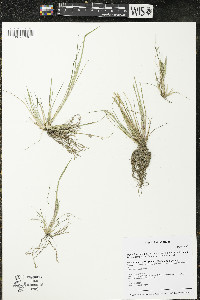 Diplachne fusca subsp. fascicularis image