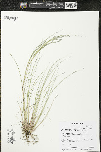 Diplachne fusca subsp. fascicularis image