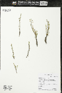 Spergularia salina image