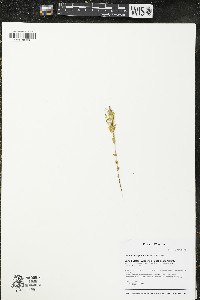 Centaurium pulchellum image