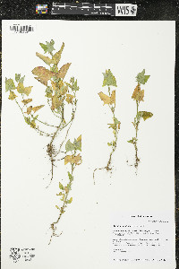 Atriplex prostrata image