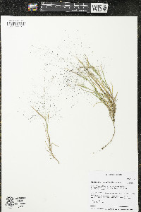 Muhlenbergia asperifolia image